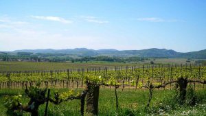 Vigneti (Pixabay) - ilposticipo.it