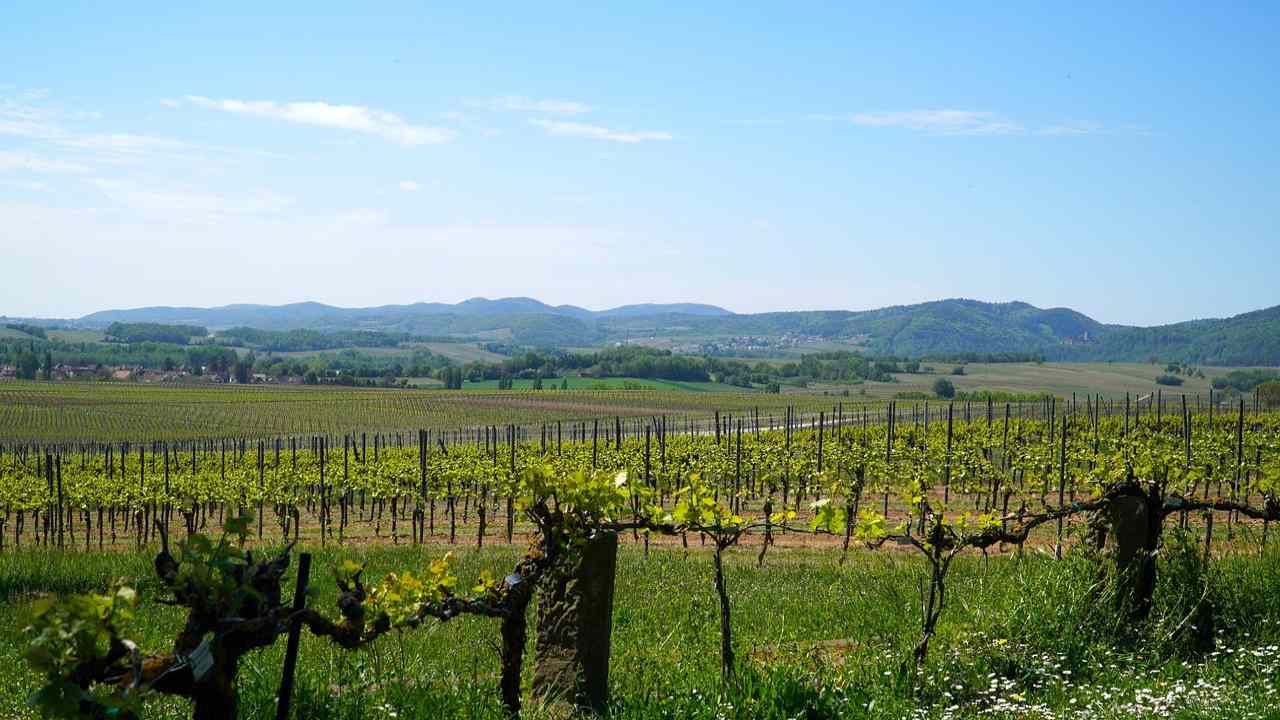 Vigneti (Pixabay) - ilposticipo.it